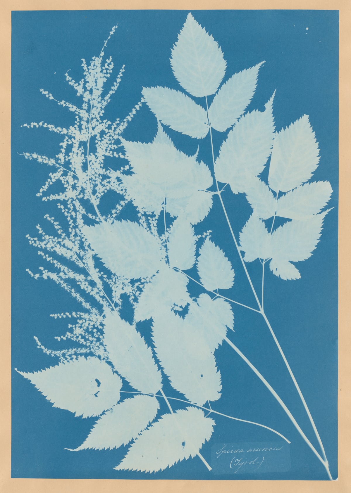 A botanical cyanotype of pale branching stems against deep blue paper.